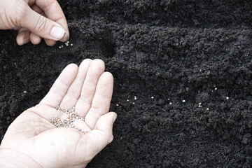 man sowing radish seeds in the vegetable garden on fertile soil. radish seeds for cultivation