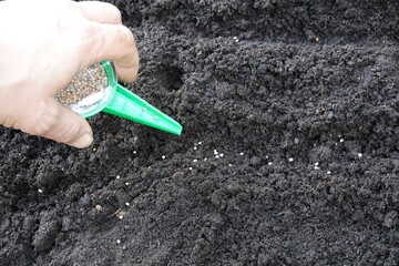 man sowing radish seeds with a planting tool. Man grows radishes in fertile vegetable garden soil.