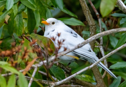 leucistic blackbird in the bushes