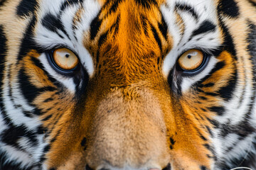 Close up tiger's face.