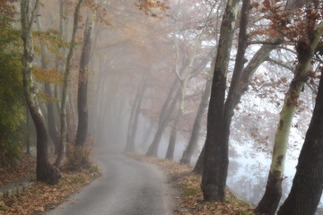 autumn in the forest