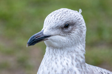 close up of a juvenile herring gull