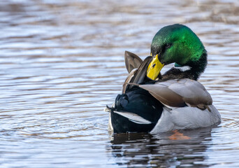 Mallard duck drake preening his feathers in the pond
