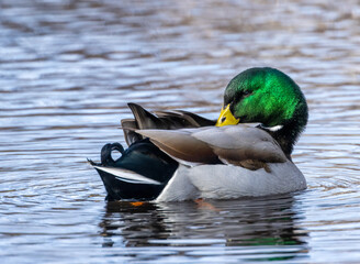 Mallard duck drake preening his feathers in the pond