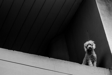 the dog minimalist