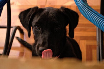 the puppy and its tongue
