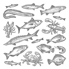 Whole fresh different types fish and crustacean. Vector engraving vintage