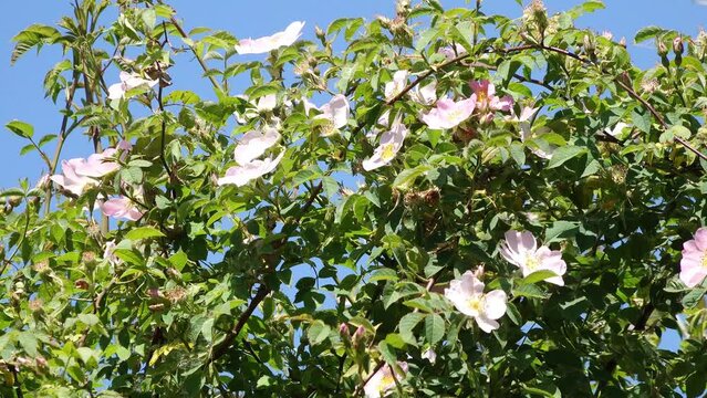 Dog rose (Rosa canina) with pink flowers and rose hips in nature