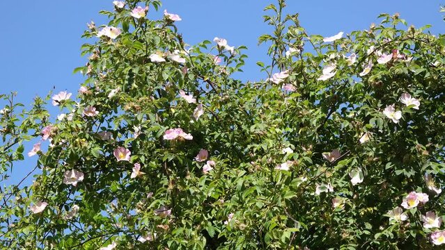 Dog rose (Rosa canina) with pink flowers and rose hips in nature
