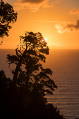 Vegetation an der Küste, West Coast, Südinsel, Neuseeland, Ozeanien