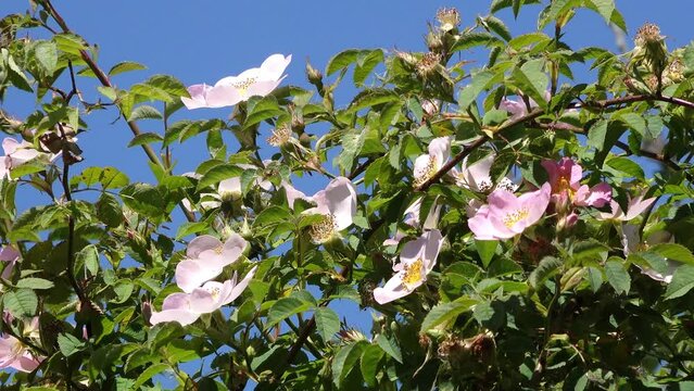 Dog rose (Rosa canina) with pink flowers and rose hips in nature