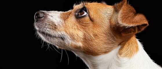 a close up of a dog's face looking up at something on a black background with a black background.