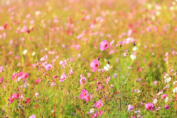 field of beautiful pink, red and white cosmos flower blooming.