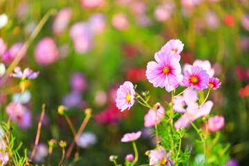 field of beautiful pink, red and white cosmos flower blooming.