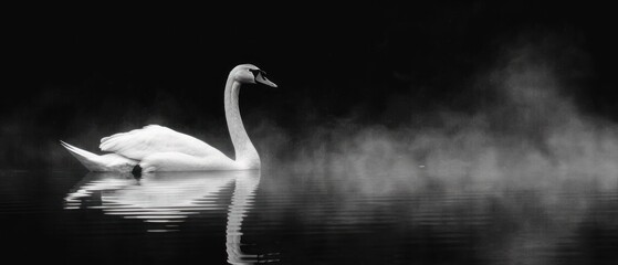 a black and white photo of a swan in the water with mist coming off of it's back feathers.