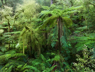 Regenwald, Oparara Basin, Kahurangi Nationalpark, West Coast, Südinsel, Neuseeland, Ozeanien - obrazy, fototapety, plakaty