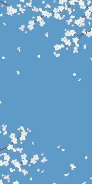 Fototapeta Vertical banner with cherry blossom branches. Vector sakura in a flat style. Spring design for greeting cards. Delicate flowers isolated on a blue background.
