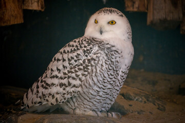 A snowy owl, bubo scandiacus, also known as the polar owl, in a wildlife park.