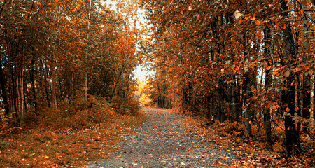 Fall View on Alaska Path.