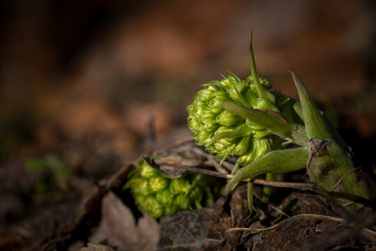a white butterbur, petasites albus, in the forest at a spring day
