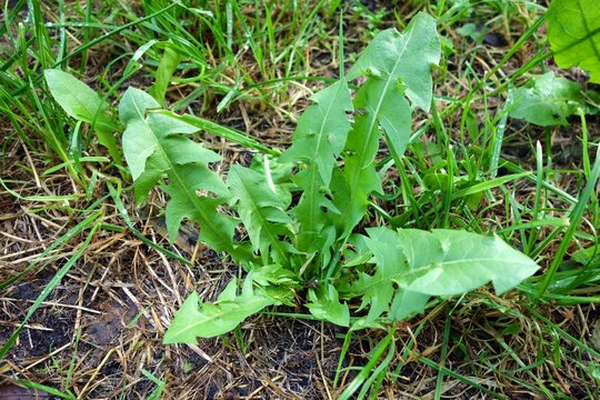 Dandelion ( common dandelion , taraxacum officinale ) seen as a weed
