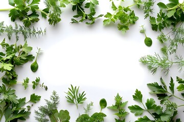 Fresh herbs frame on white background - A variety of fresh culinary herbs forming a frame with a white space in the center for text or images