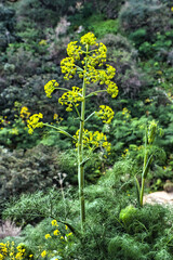 Flowers and leaves of Ferula communis, giant fennel, a herb common in Mediterranean countries
