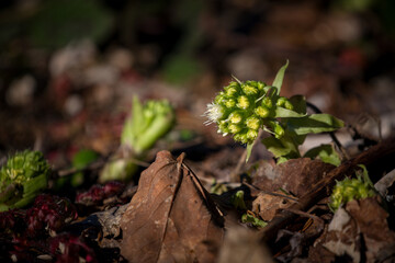 a white butterbur, petasites albus, in the forest at a spring day