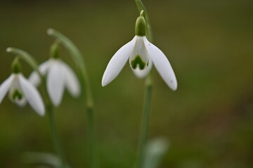 snowdrop flower in spring