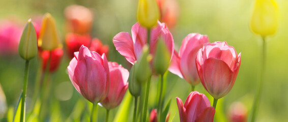 tulpen in blüte, blumen farben natur garten frühling freizeit panorama - 747494425
