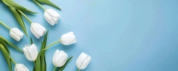 Fotobehang White tulip flowers on blue background. Floral wallpaper, banner. February 14, valentine's day, love, 8 march women's day theme. © Coosh448