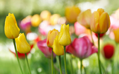 tulpen in blüte, blumen farben natur garten frühling freizeit gelb