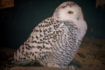 A snowy owl, bubo scandiacus, also known as the polar owl, in a wildlife park.