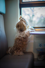 shih tzu dog rides on a train in a carriage