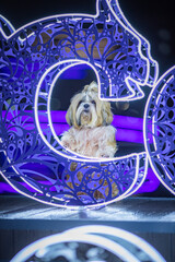 shih tzu dog at night with a neon lamp