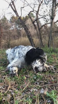 Black and white dog eating a bone.