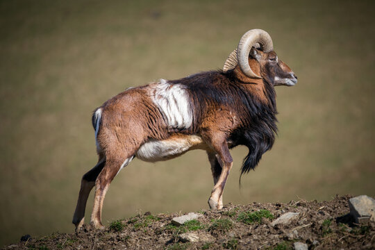 a mouflon ram, ovis orientalis musimon, at a spring day on the mountains