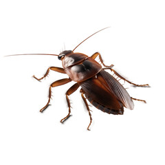 Detailed Realistic Cockroach Isolated on transparent Background