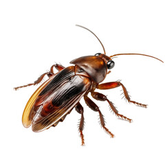 Highly Detailed Brown Cockroach on transparent Background, Pest Control Concept