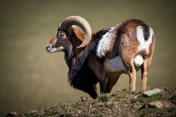 a mouflon ram, ovis orientalis musimon, at a spring day on the mountains