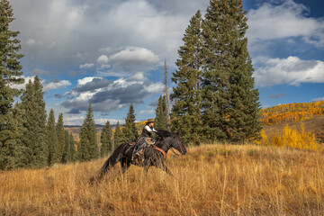 Cowgirl riding black draft horse in Colorado mountains in fall autumn