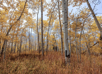 Colorado Aspens in the Mountains fall