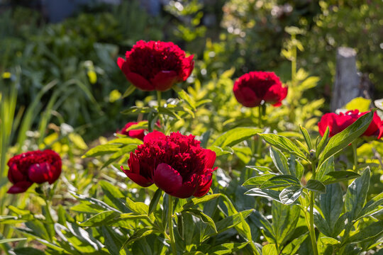 Red Peony albiflora. Paeonia officinalis Red Charm in the garden, macro photo