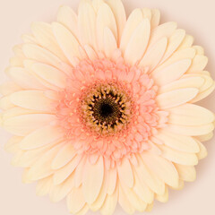 Closeup of gerbera flower on a beige background. Floral natural texture.