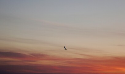Obraz premium seagull in the sky. birds in the sky. bird in the sky.