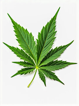 Bltt einer Hanfpflanze, Cannabis, freigestellt vor neutralem Hintergrund, Generative AI