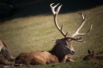 red stag, cervus elaphus, with capital trophies is lying down on a mountain meadow at a sunny spring day