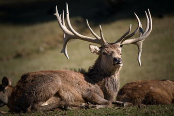 red stag, cervus elaphus, with capital trophies is lying down on a mountain meadow at a sunny spring day