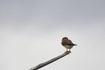 American Kestrel perched on a roof, with a grey background