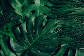 Close up tropical Green leaves texture and abstract background., Nature concept..